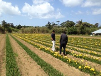 http://iishuusyoku.com/image/百合など様々な球根をオランダやチリ、ニュージーランドから輸入し、国内の農園へ届けています！